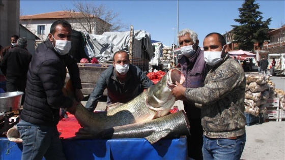 Karasu Nehri'nde 60 ve 75 kilo ağırlığında iki turna balığı yakalandı