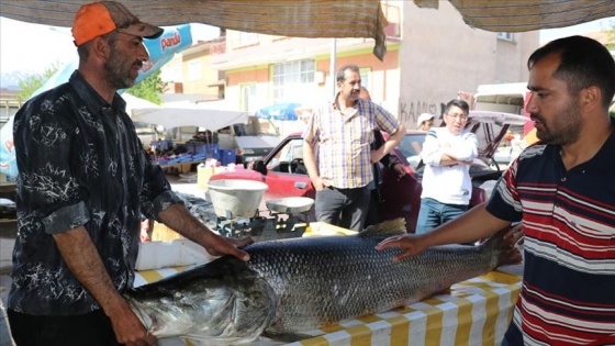 Karasu Nehri'nde 83 kilogram ağırlığında turna balığı yakalandı