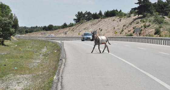 Karayolundaki eşek sürücülere zor anlar yaşattı