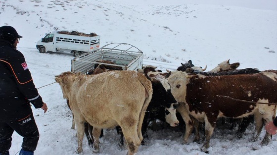 Karda mahsur kalan iki çoban ve sürü kurtarıldı