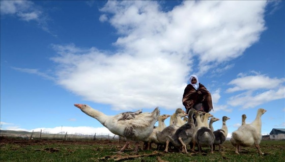 Kars kazı yavruları doğayla buluştu