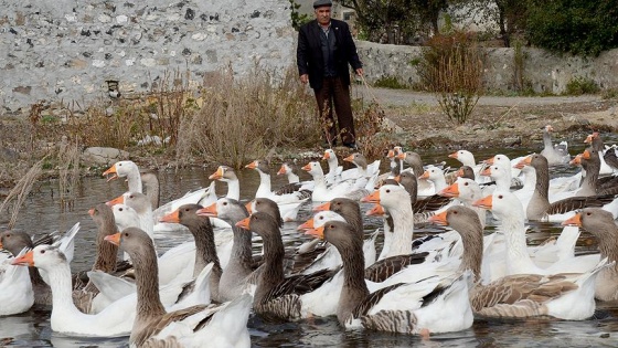 Kars'ta kazlar besiye alındı