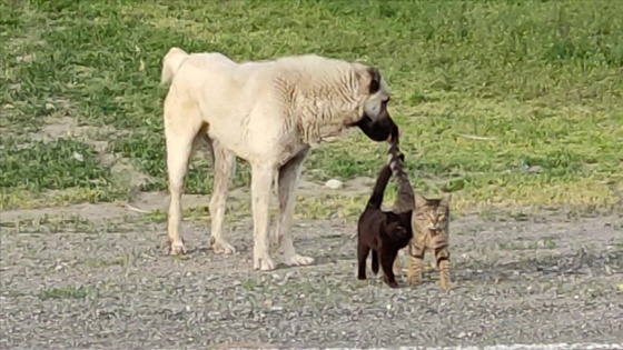 Kars'ta köpek ile iki kedinin dostluğu şaşırtıyor