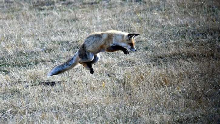 Kars'ta aç kalan kızıl tilkinin fare avı görüntülendi