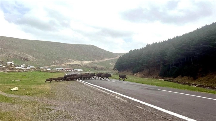 Kars'ta bozayı ve domuz sürüsü doğal alanlarında görüntülendi