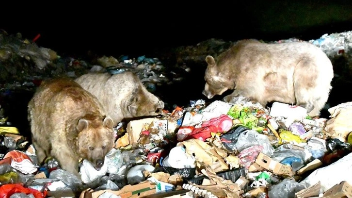 Kars'ta bozayılar şehir çöplüğünde beslenirken görüntülendi