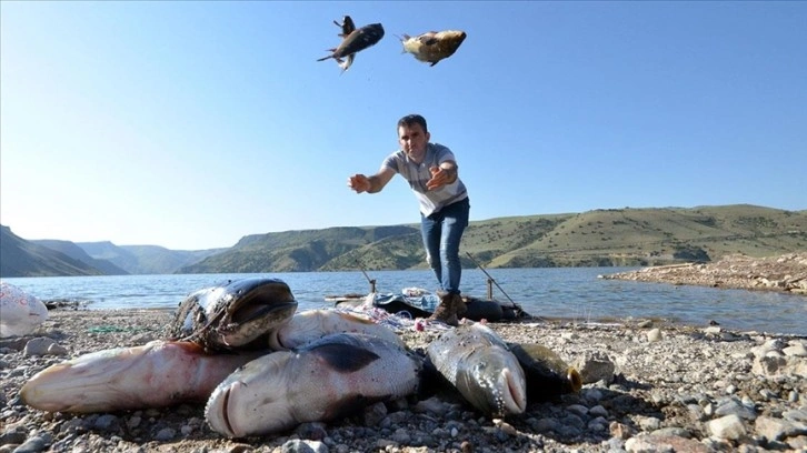 Kars'ta Karakurt Baraj Gölü’nde balık bereketi