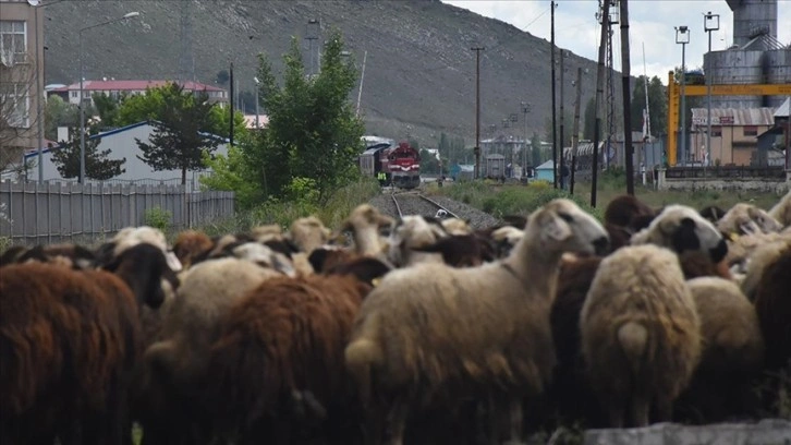 Kars'ta kurbanlıkların tren raylarında tehlikeli pazar yolculuğu