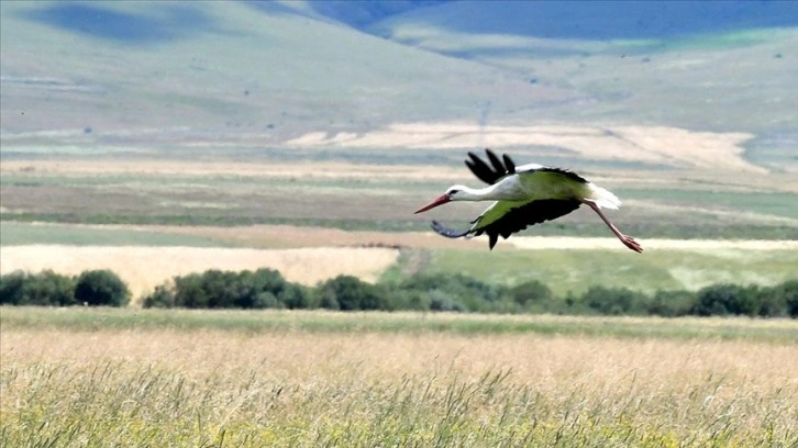 Kars'ta leylekler çayırlarda beslenirken görüntülendi