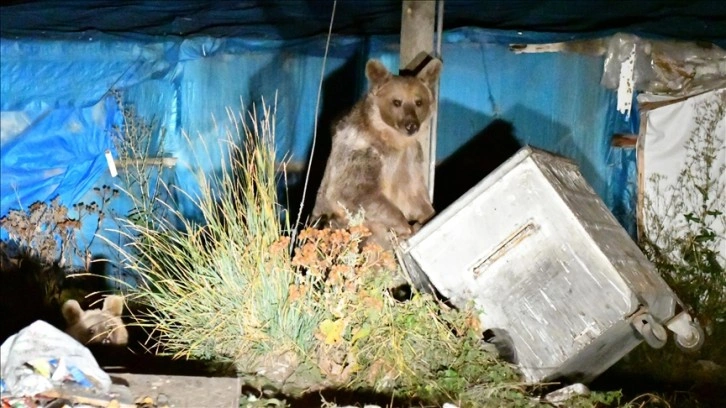 Kars'ta mahalleye inen bozayı ve yavruları yiyecek ararken görüntülendi