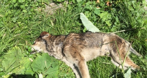 Kastamonu’da 14 köpek ile 18 kedi, zehirlenerek öldürüldü