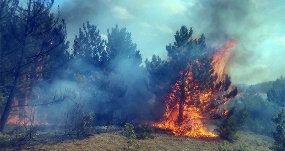 Kastamonu’da ormanlık alanda yangın