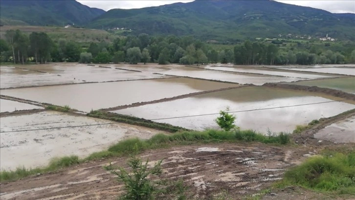 Kastamonu Hanönü'de çeltik tarlaları su altında kaldı