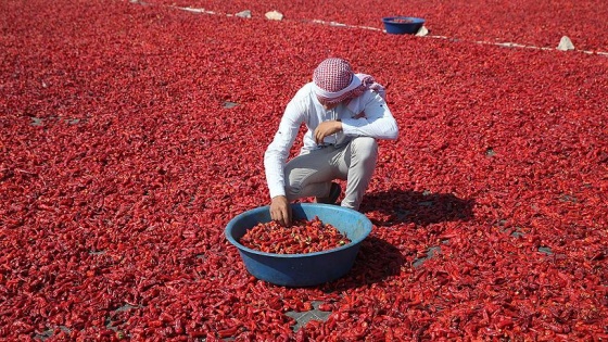 Kavurucu sıcaklar isota lezzet katıyor