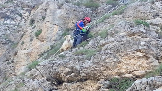 Kayalıklarda mahsur kalan keçiler kurtarıldı