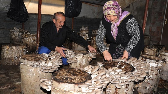 Kayın mantarı muhtarın geçim kaynağı oldu