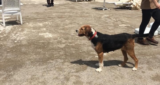 Kayıp öğretmenin köpeği sahilde sahibini bekliyor