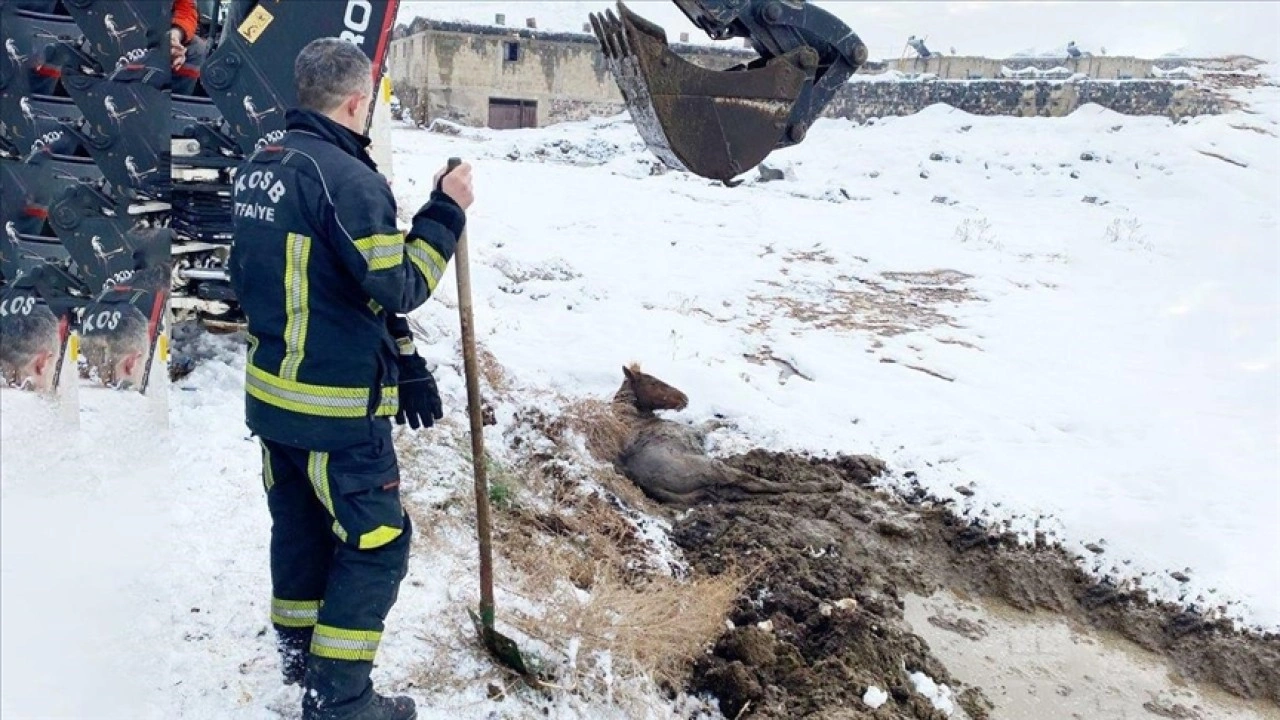 Kayseri'de bataklığa saplanan yılkı atı kurtarıldı