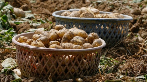 Kayseri'de hazine arazisine 4 ton patates tohumu ekildi