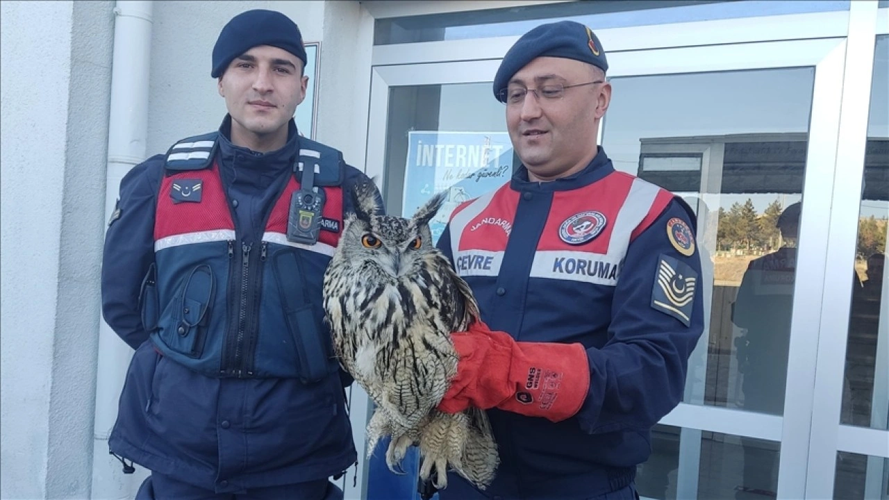 Kayseri'de jandarmanın bulduğu yaralı puhu tedaviye alındı