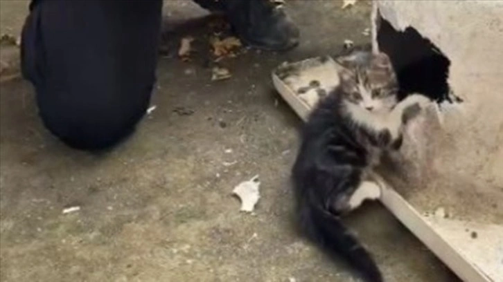 Kayseri'de başı küvetin giderine sıkışan kedi kurtarıldı