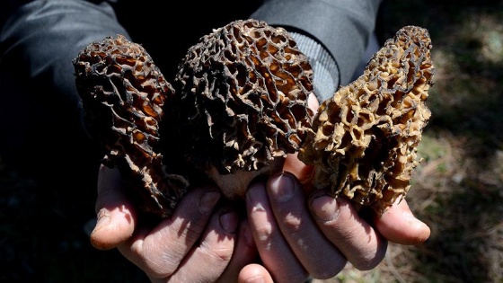 Kazdağları'nın kuzugöbeği mantarı gramla satılıyor