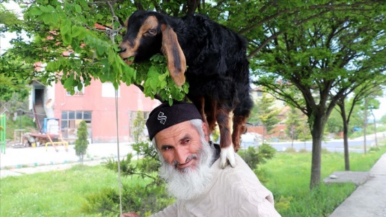 Keçilerini minibüsle gezdirip, omzunda taşıyor