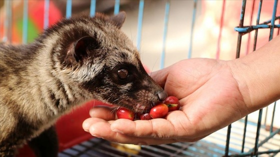 Kedi dışkısından üretilen kahvenin kilosu bin dolara satılıyor