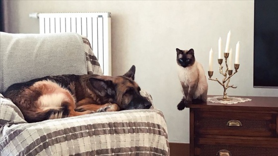 Kedi ile köpeğin dostluğu görenleri şaşırtıyor