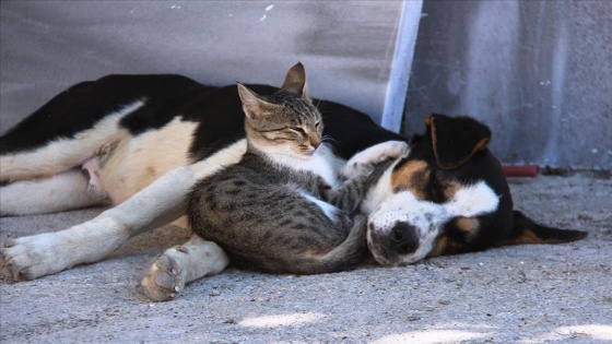 Kedi ile köpeğin dostluğu görenlerin dikkatini çekiyor