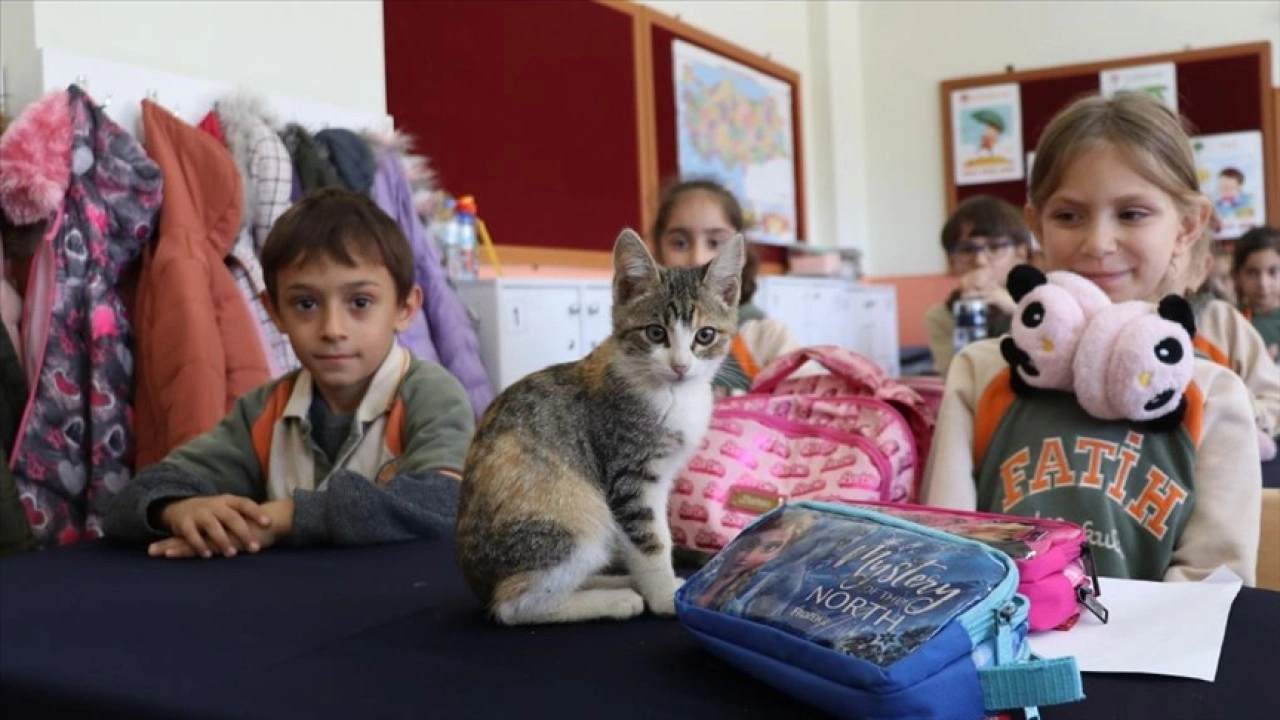 Kedi "Karamel" sınıfın 36'ncı öğrencisi oldu