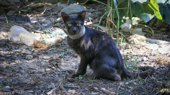 Kedi kurtarma operasyonunda 'mangal' yöntemi de fayda etmedi