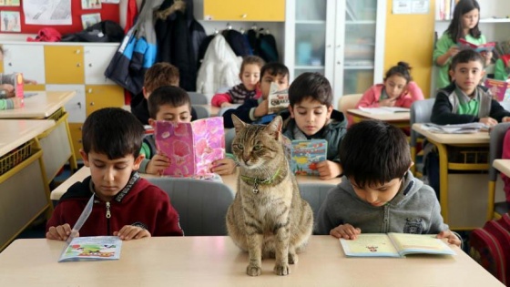 Kedi 'Tarçın' 257'nci öğrenci oldu