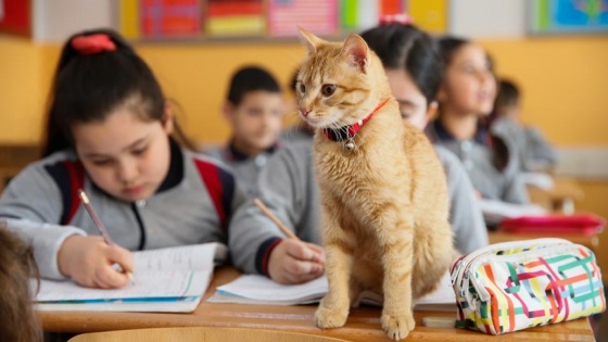 Kedi 'Tombi' sınıfa döndü