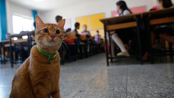 Kedi &#039;Tombi&#039; yaz tatilinin ardından okula döndü