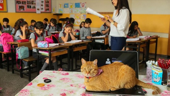 Kedi Tombi'ye hüzünlü veda