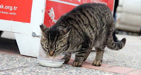 Kedi ve köpeklere mikroçip takılacak