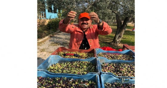 Kendi yetiştirdiği zeytinleri hasat etti