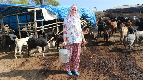 Kent yaşamından vazgeçip ekonomik refahı besicilikte buldu