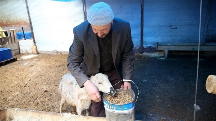 Kentten köye göç edip devlet desteğiyle hayvancılığa başladı