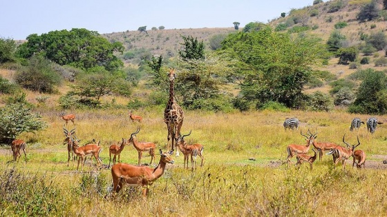 Kenya'da başkentin göbeğinde safari heyecanı