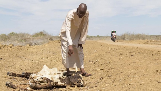 Kenya'da vahşi hayat, kuraklık tehdidi altında