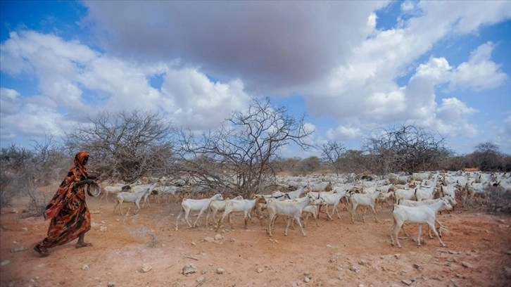 Kenya'da kuraklık nedeniyle 4 milyona yakın insan acil gıdaya ihtiyaç duyuyor