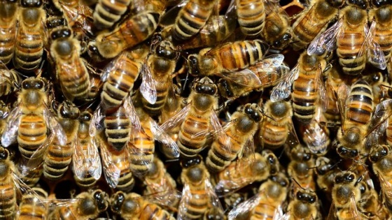 Kilis'te arıların saldırısına uğrayan kadın öldü