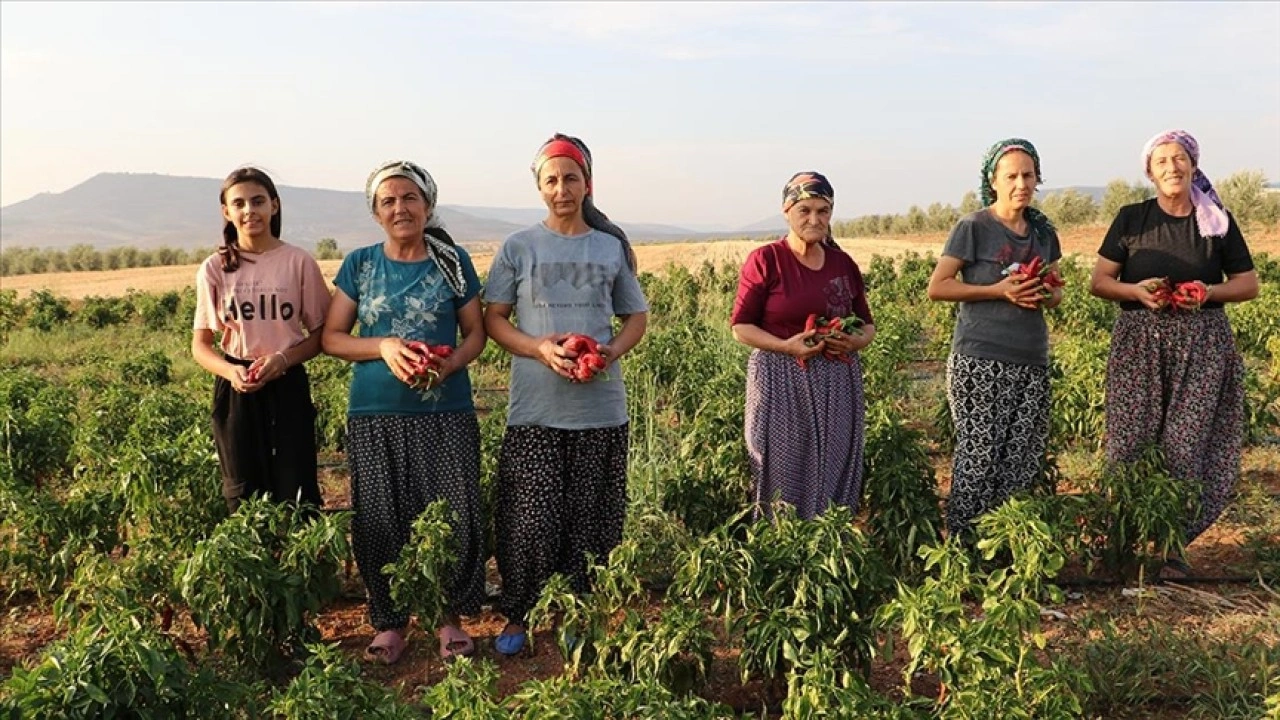 Kilis'in köylerinde çiftçilik yapan kadınlar, kırsal kalkınmada aktif rol üstleniyor