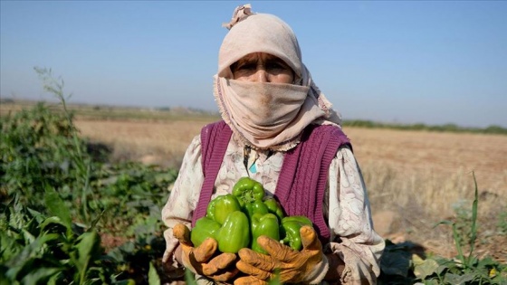 Kilisli çiftçilerin 'acı' hasadı başladı