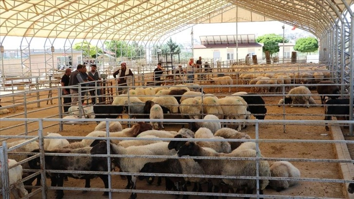 Kilis'teki hayvan pazarında kurbanlıklar alıcılarını bekliyor