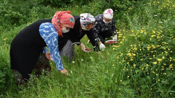 Kilosu 150 liradan satılan dağ çileği kadınlara ekonomik kazanç oldu