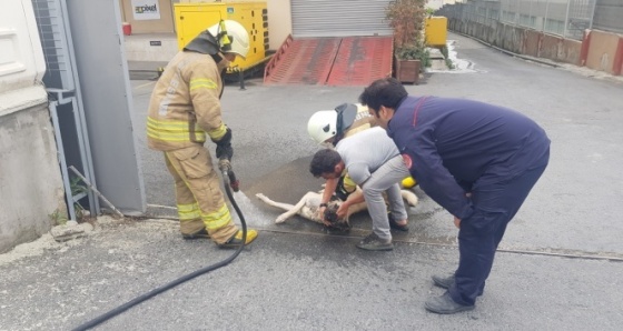 Kimyasal maddeden zehirlenen köpeği kurtarmak için seferber oldular