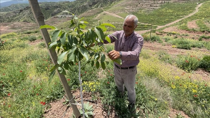 Kiraladığı çorak arazilerde 16 bin ceviz fidanı yeşertti